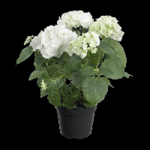 GARDENLINE® Hortensia 5.49 €