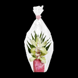 Aldi Gardenline® GARDENLINE® Composition dorchidées cymbidium