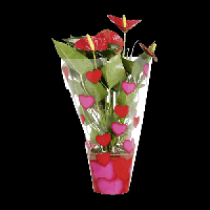 GARDENLINE® Anthurium en sac cadeau