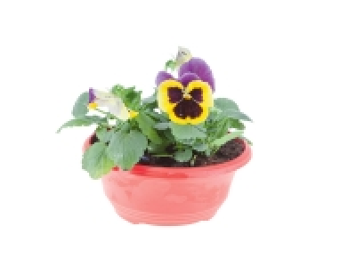 Coupe de pensée 1.89 €
