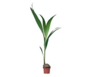 Lidl  Cocotier Palme