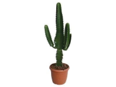 Cactus Western (Euphorbia) 11.99 €