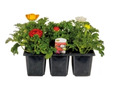 Barquette de renoncule 2.99 €