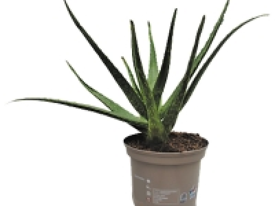 Aloe vera 8.99 €