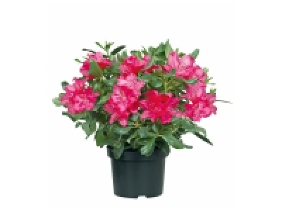 Rhododendron 5.99 €