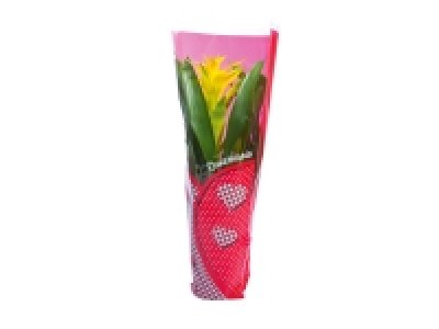 Vriesea ou Guzmania 3.99 €