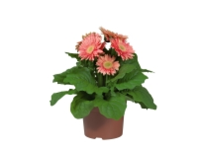 Gerbera 2.49 €