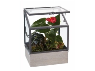 Lidl  Mini serre exotique