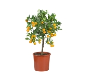 Agrumes sur tige 19.99 €