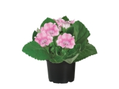 Gloxinia 2.39 €
