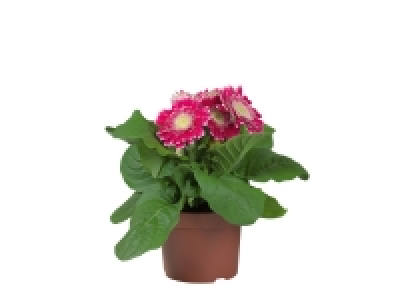Gerbera 2.59 €