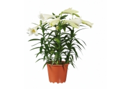 Lys longiflorum 6.99 €