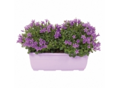 Lidl  Campanules en jardinière