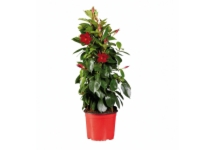 Dipladenia pyramide 8.99 €