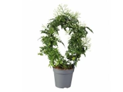 Jasmin ou Stéphanotis parfumé 5.99 €