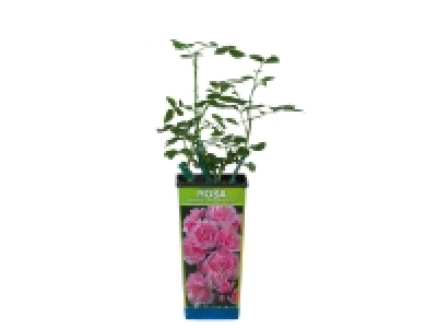 Rosier de jardin 3.49 €