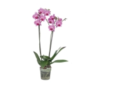 Orchidée 2 tiges 5.99 €