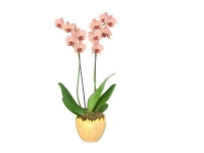 Orchidée 2 tiges en pot céramique 9.99 €