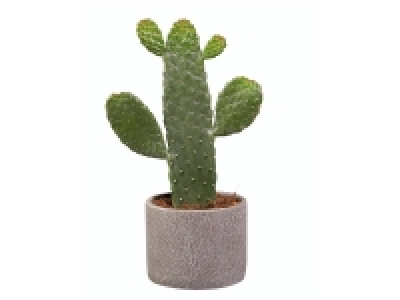 Lidl  Cactus opuntia en pot céramique