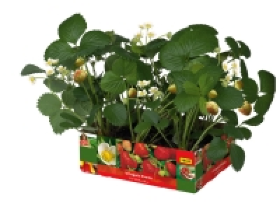 Barquette de 6 plants de fraisiers