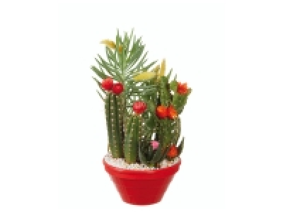 Cactus fleurs séchées