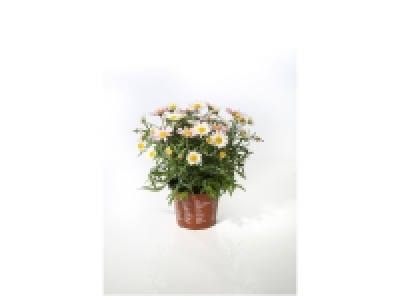 Lidl  Anthemise en pot