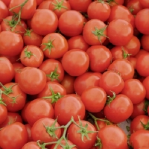 Tomates rondes en grappe