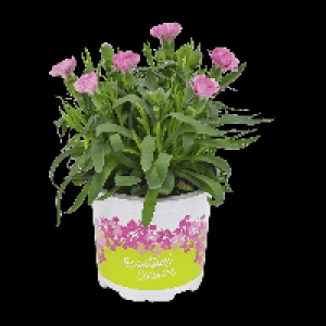 Aldi Gardenline® GARDENLINE® Oeillet dianthus