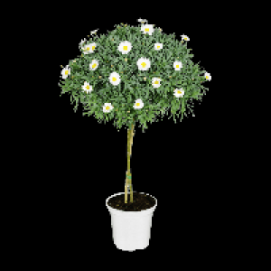 Aldi Gardenline® GARDENLINE® Marguerite sur tige