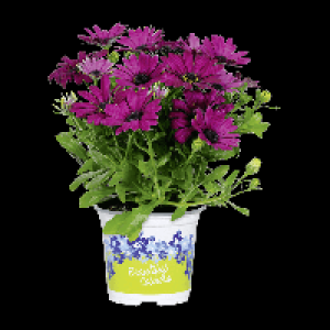 Aldi Gardenline® GARDENLINE® Marguerite du cap