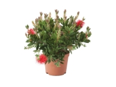 Callistémon 6.99 €