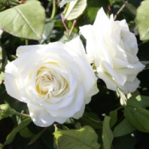 GARDENLINE® Rosier de jardin