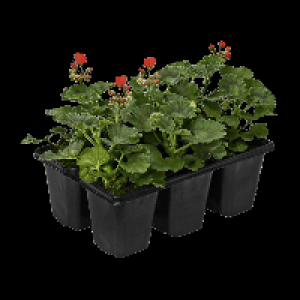 GARDENLINE® Lot de 6 géraniums