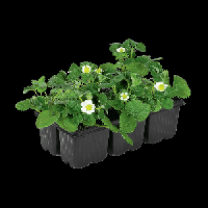 GARDENLINE® Lot de 6 fraisiers