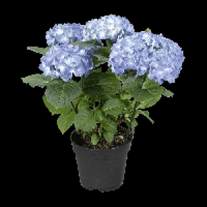 GARDENLINE® Hortensia 3.99 €