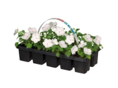 Barquette de 10 plantes à massif 1.66 €
