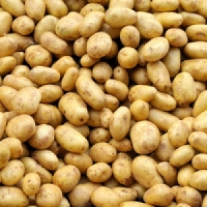 Pommes de terre de consommation