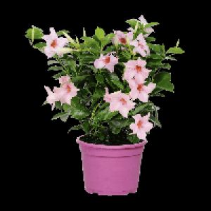 Aldi Gardenline® GARDENLINE® Dipladenia