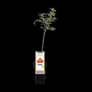 GARDENLINE® Arbre fruitier
