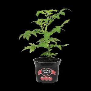 GARDENLINE® Plant de tomates cocktail 1.49 €