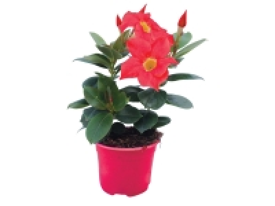 Dipladénia 2.80 €