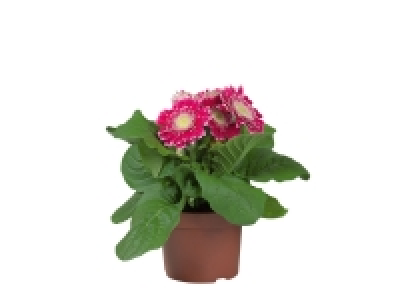 Gerbera 1.60 €