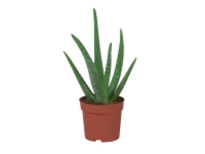 Aloé vera 1.60 €
