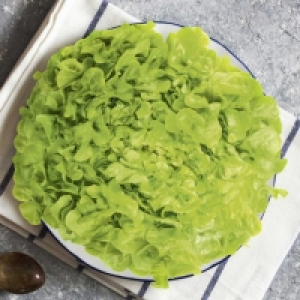 Salade feuille de chêne blonde