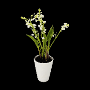 GARDENLINE® Muguet en pot 3 griffes