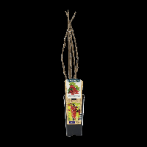 GARDENLINE® Arbuste fruitier 2.99 €