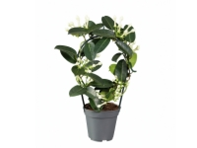 Stéphanotis ou Jasmin «Parfumé» 5.99 €
