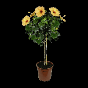 GARDENLINE® Plante pour balcon et terrasse