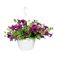 Aldi Gardenline® GARDENLINE® Plante fleurie en suspension