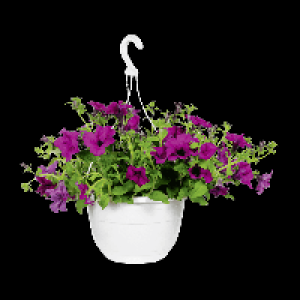 GARDENLINE® Plante fleurie en suspension